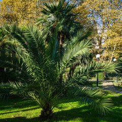 Beautiful palm tree Canary Island Date Palm (Phoenix canariensis) in city park Sochi. Beautiful exotic landscape with big and young palms.
