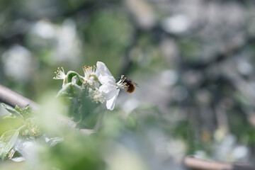 bee on a white flower on a tree.Bee picking pollen from apple flower