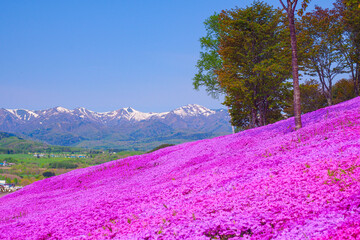 【北海道】芝ざくら滝上公園 満開の芝桜