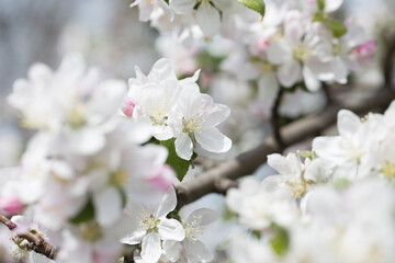  background with spring apple blossom. Blossoming branch in springtime