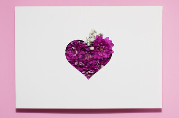 the heart is cut out of paper and filled with purple chrysanthemums. happy valentine's day greeting card. beautiful postcard with a heart of flowers on a white background with space for text