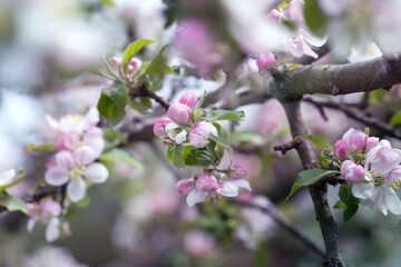  background with spring apple blossom. Blossoming branch in springtime