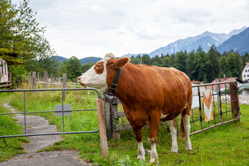 Fototapeta na wymiar Bovine animal with bell in pasture. cow on green meadow in the mountains of European Bavarian alps, Germany. Waxenstein and Zugspitze Wetterstein Mountain in background of overcast scene Landscape. 