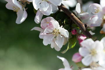  background with spring apple blossom. Blossoming branch in springtime