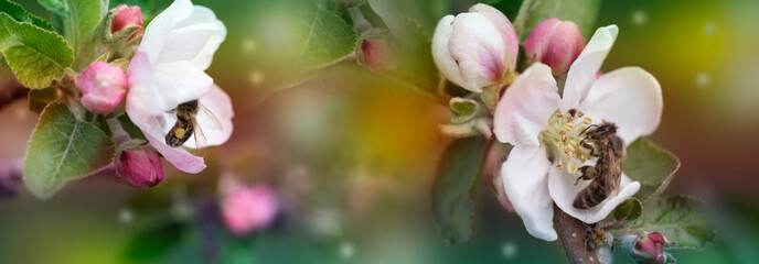 bee on a white flower on a tree.Bee picking pollen from apple flower