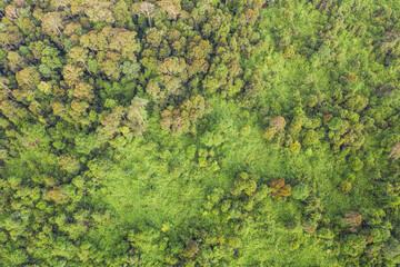 Naklejka premium Aerial view of the Borneo rainforest at Klias Forest Reserve, Beaufort Sabah.