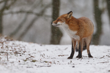 Red fox in snowy weather during a winterday.