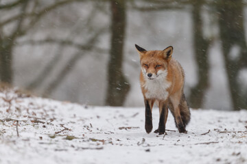 Red fox in snowy weather during a winterday.