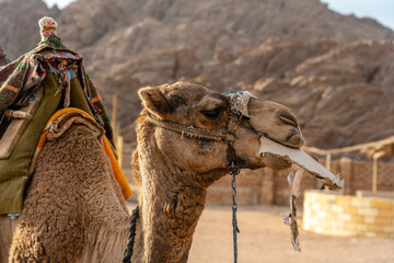 Closeup of camel eating carton in the desert