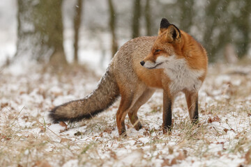 Red fox in snowy weather during a winterday.
