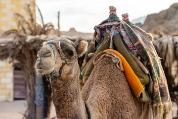 Closeup of camel in the desert