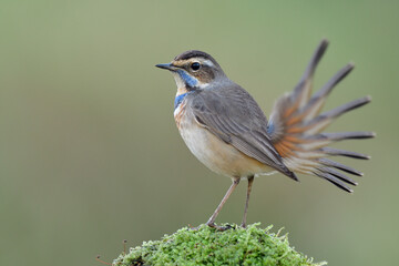 motion record of moving tail shot by shot of bluethroat bird while tail wagging in high shutter speeds