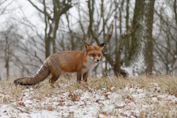 Red fox in snowy weather during a winterday.
