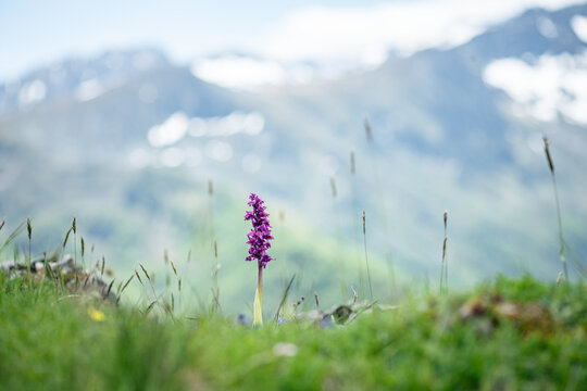 early purple orchid, flower in the pyrenes mountain
