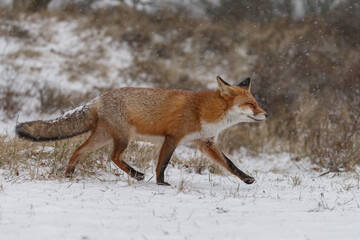 Red fox in snowy weather during a winterday.