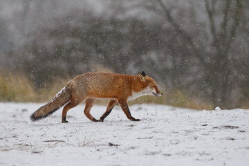 Red fox in snowy weather during a winterday.