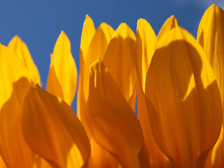 yellow petals against blue sky - Powered by Adobe
