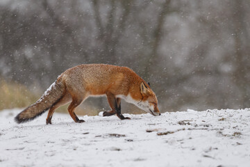 Red fox in snowy weather during a winterday.