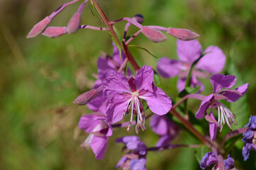 Macro of a wonderful magenta fireweed blossom (Chamaenerion angustifolium). Bright violet flowers of a rosebay willowherb.