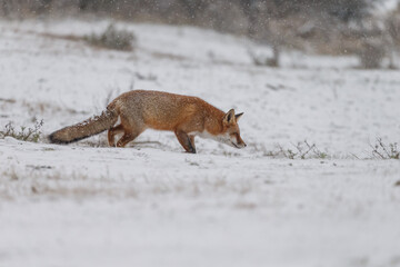 Red fox in snowy weather during a winterday.