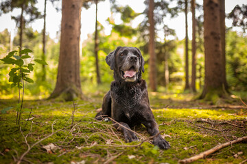 Black labrador retriever dog on a walk. Dog in the nature. Senior dog behind grass and forest. Old...