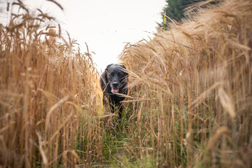 Hund steht in einem feld aus hohem Gras. Freundlicher Labrador retriever zwischen weizen