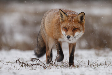 Red fox in snowy weather during a winterday.