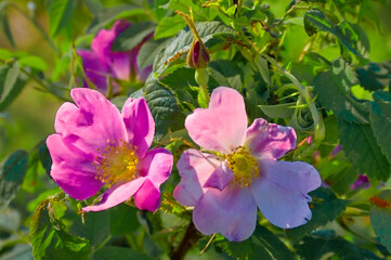 Obraz premium Rosehip flower close-up on the background of green foliage.