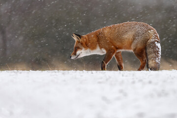 Fototapeta premium Red fox in snowy weather during a winterday.