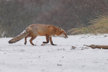Red fox in snowy weather during a winterday.