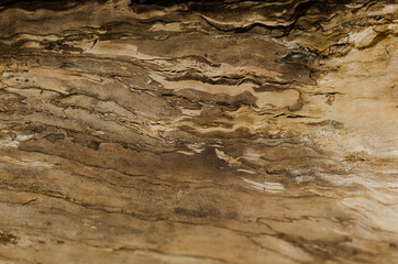 Walnut tree bark : full-frame shot