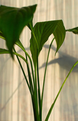 Obraz premium Close-up leaves of Spathiphyllum plant. Modern minimal creative home decor concept