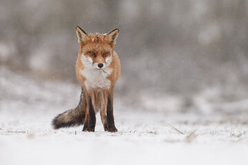 Naklejka premium Red fox in snowy weather during a winterday.