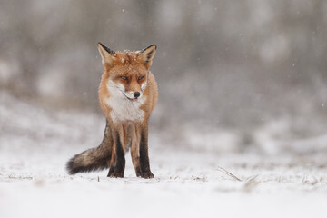 Red fox in snowy weather during a winterday.