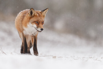 Red fox in snowy weather during a winterday.