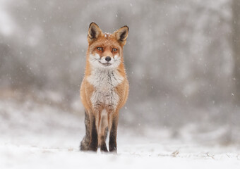 Fototapeta premium Red fox in snowy weather during a winterday.