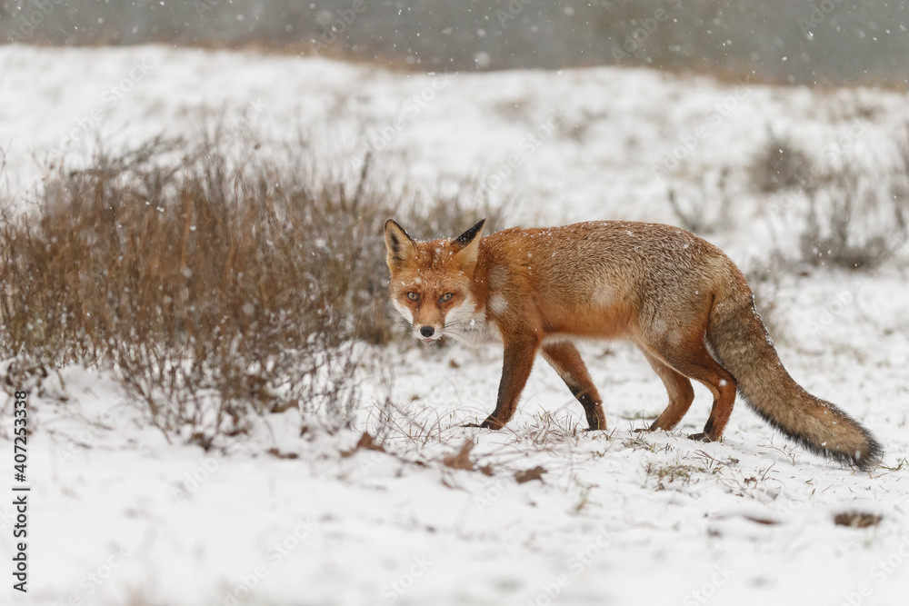 Wall mural red fox in snowy weather during a winterday.