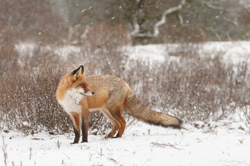 Red fox in snowy weather during a winterday.
