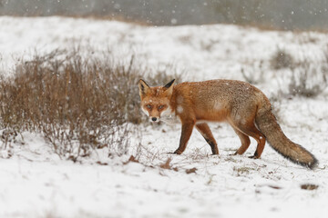 Fototapeta na wymiar Red fox in snowy weather during a winterday.