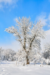 Winter tree in snow on blue sky background. Snow covered trees.