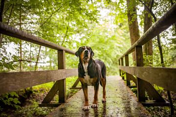 Portrait of an Greater Swiss Mountain dog.
Old dog on a walk. Big mountaindog in the nature