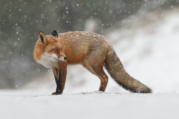 Red fox in snowy weather during a winterday.