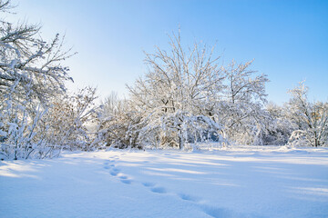 Winter park with footprints in the snow. Beautiful winter trees branches with a lot of snow. Snow covered trees.