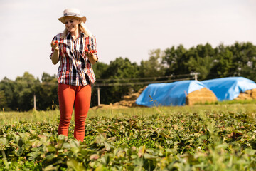 Harvesting woman on the strawberry field.