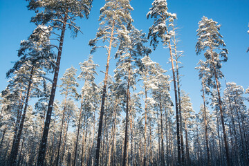snow covered trees