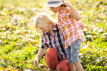 Beautiful young caucasian mother with her daughter pick strawberries in the field