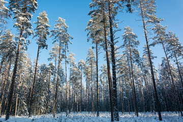 trees in the snow