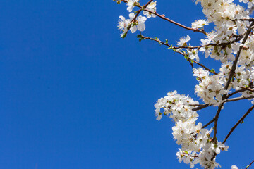 The plum blossom is the flower representing the early spring