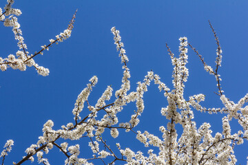 The plum blossom is the flower representing the early spring