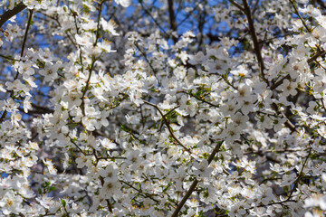 The plum blossom is the flower representing the early spring